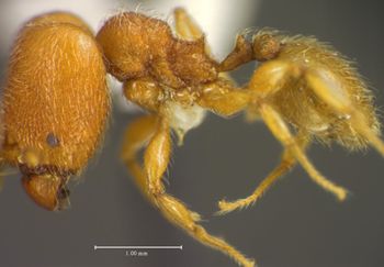 Media type: image;   Entomology 34381 Aspect: habitus lateral view